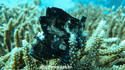 Leaf fish on coral head by James Laker 